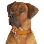 Myfamily-Rhodesian-ridgeback-6.jpg Myfamily Rhodesian ridgeback