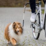 Sykkelfeste til liten og mellomstor hund Sykkelfeste til liten og mellomstor hund