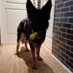 AirDog hundeleke Dumbbell AirDog hundeleke Dumbbell