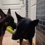 AirDog hundeleke Boomerang.... AirDog hundeleke Boomerang