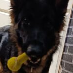 AirDog hundeleke Dumbbell AirDog hundeleke Dumbbell