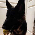 AirDog hundeleke Dumbbell AirDog hundeleke Dumbbell