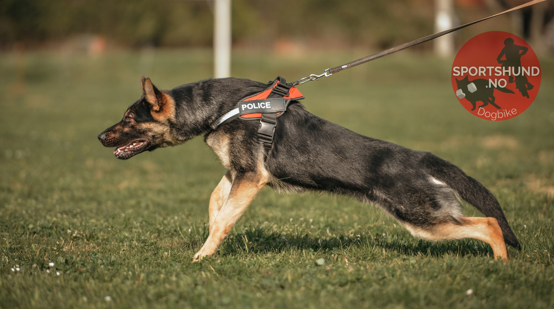 Hund som Piper Under Trening Slik Stopper du Frustrasjonslyd
