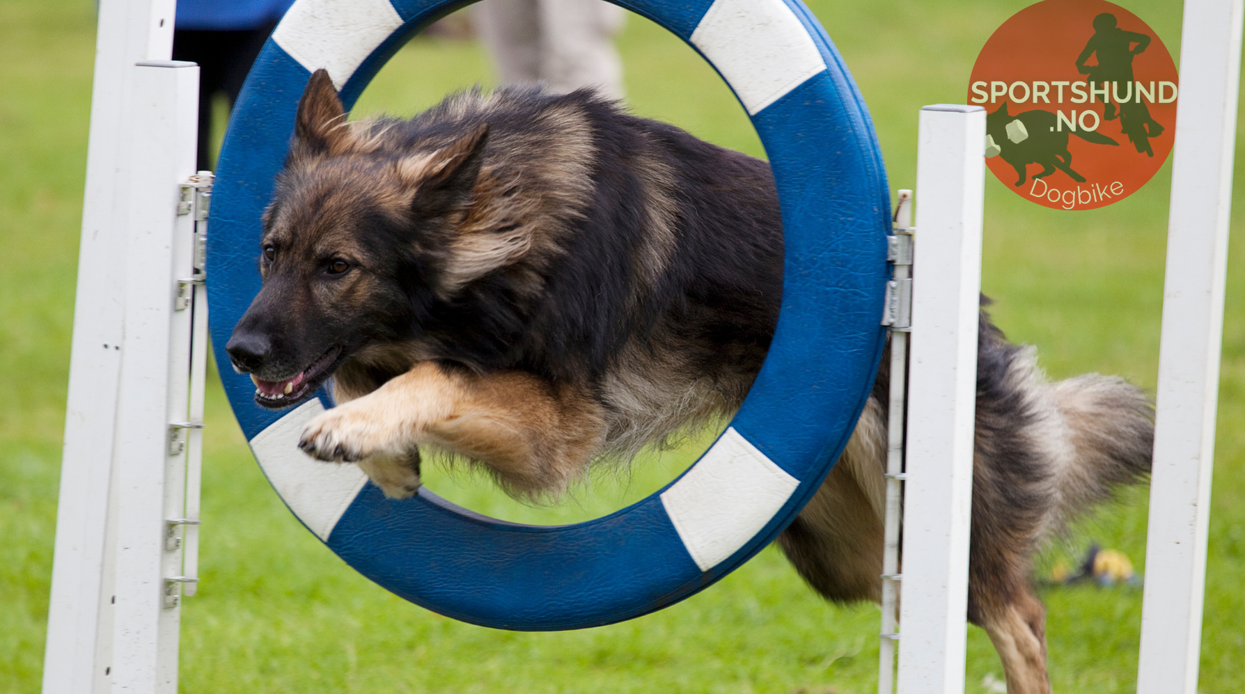 Hund som Piper Under Trening Slik Stopper du Frustrasjonslyd