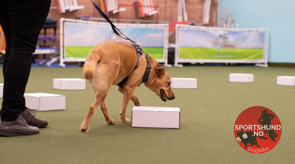 Nosework Den komplette guiden til nesearbeid for hund (2026)