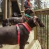 Hurtta-Casual-ECO-Hundesele-1-5 Hurtta Casual ECO Hundesele