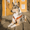 Hurtta-Casual-ECO-Hundesele Hurtta Casual ECO Hundesele