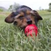 Kong-Easy-Treat-Peanut-Butter-1.jpg Kong Easy Treat Peanut Butter