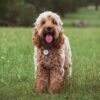 Myfamily-Cockapoo-IDtag-1.jpg Myfamily Cockapoo IDtag