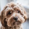 Myfamily-Cockapoo-IDtag.jpg Myfamily Cockapoo IDtag
