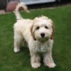 Myfamily-Cockapoo-IDtag-2.jpg Myfamily Cockapoo IDtag