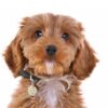 Myfamily-Cockapoo-IDtag-7.jpg Myfamily Cockapoo IDtag