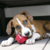 Stuff-A-Ball-Dog-Toy.png Kong Activity ball-Stuff a ball