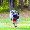 kong-extreme-frisbee-.jpg Kong Extreme Frisbee
