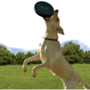 kong-extreme-frisbee-.png Kong Extreme Frisbee