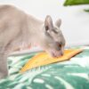 lickimat-cat.jpg