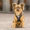 Curli Step-in Hundevest Hundesele Merino Ull (2 farger) Curli Step-in Hundevest Hundesele Merino Ull (2 farger)