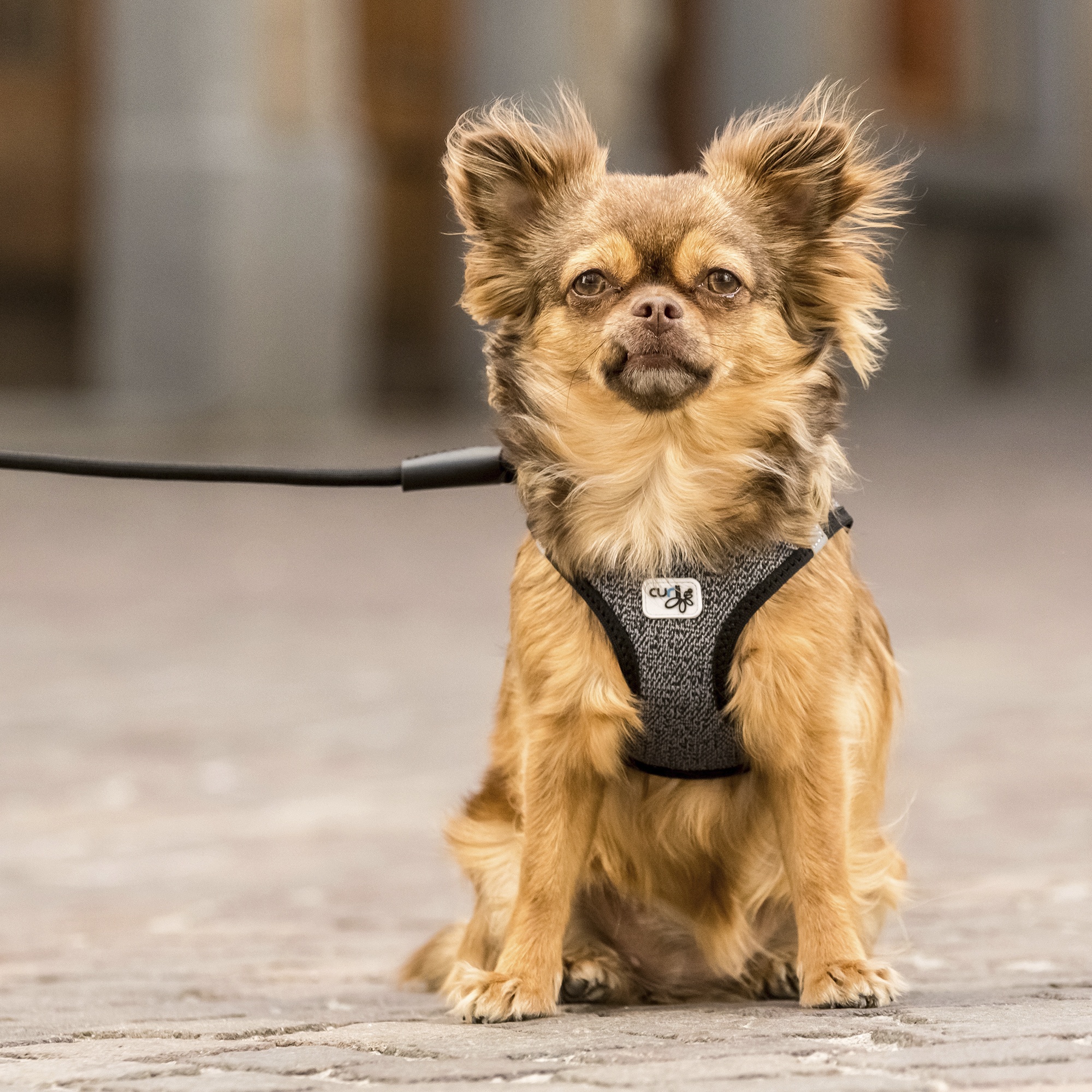 Curli Step-in Hundevest Hundesele Merino Ull (2 farger) Curli Step-in Hundevest Hundesele Merino Ull (2 farger)