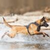 Curli Belka Harness Hundesele Refleks Curli Belka Harness Hundesele Refleks