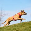 Curli Belka Comfort Harness Hundesele Rød (5 størrelser) Curli Belka Comfort Harness Hundesele Rød (5 størrelser)