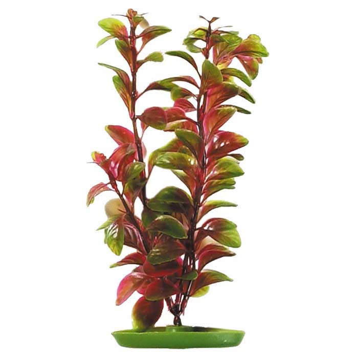 Plastplante Rød Ludwigia