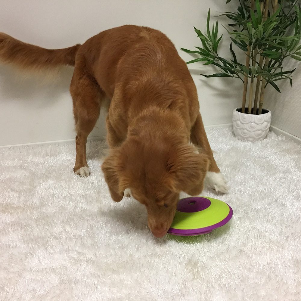 Nina Ottosson Dog Treat Maze Plast Aktivitetsleke