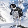 Non-Stop Dogwear Amundsen Kløv til hund Non-Stop Dogwear Amundsen Kløv til hund