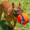 Chuckit! Chuckit Kick Fetch Flyteleke 19 cm Chuckit! Chuckit Kick Fetch Flyteleke 19 cm