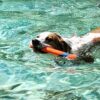 Chuckit! Ultra Fetch Stick -Pinne til Hund Chuckit! Ultra Fetch Stick -Pinne til Hund