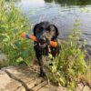 Chuckit! Ultra Fetch Stick -Pinne til Hund Chuckit! Ultra Fetch Stick -Pinne til Hund