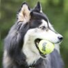 Kong Airdog Squeaker tennisball Kong Airdog Squeaker tennisball
