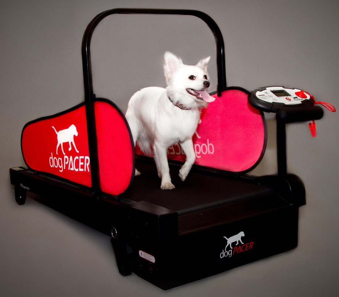 DogPACER MINI tredemølle