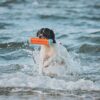 Chuckit! Amphibious Flytende Bumper Vannleke M Chuckit! Amphibious Flytende Bumper Vannleke M
