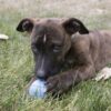 Kong Puppy Ball Hundeleke til valp (2 størrelser) Kong Puppy Ball Hundeleke til valp (2 størrelser)