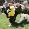 KONG Comfort Jumbo XL Kosedyr til Hund KONG Comfort Jumbo XL Kosedyr til Hund