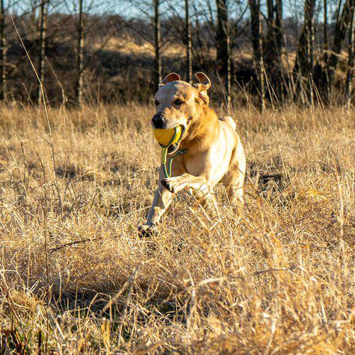 Starmark flyteball-foam ball med tau
