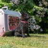 Mim Care2 Hundebur Transport Bilsetebur Mim Care2 Hundebur Transport Bilsetebur