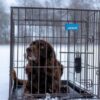 Stålbur hund sammenleggbart Stålbur hund sammenleggbart