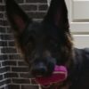 AirDog Tenniswobbler Pyramideball AirDog Tenniswobbler Pyramideball