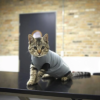 BUSTER Body Suit EasyGo til katt BUSTER Body Suit EasyGo til katt