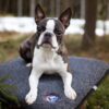 Canelana Flat Ullmadrass Hundemadrass Canelana Flat Ullmadrass Hundemadrass