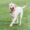 Chuckit! Breathe Right Ball Flyteleke Chuckit! Breathe Right Ball Flyteleke