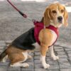 Curli Vest Air-Mesh Clasp Hundesele Curli Vest Air-Mesh Clasp Hundesele
