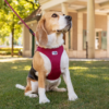 Curli Vest Air-Mesh Clasp Hundesele Curli Vest Air-Mesh Clasp Hundesele