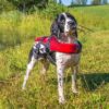 Ezydog Redningvest Flytevest til hund Ezydog Redningvest Flytevest til hund