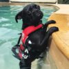 Ezydog flytevest Micro Ezydog flytevest Micro