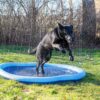 Ozami Dog Splash Pool Fontenematte Sprinklerbasseng Hund ø 150 cm Ozami Dog Splash Pool Fontenematte Sprinklerbasseng Hund ø 150 cm