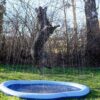 Ozami Dog Splash Pool Fontenematte Sprinklerbasseng Hund ø 150 cm Ozami Dog Splash Pool Fontenematte Sprinklerbasseng Hund ø 150 cm