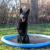 Ozami Dog Splash Pool Fontenematte Sprinklerbasseng Hund ø 150 cm Ozami Dog Splash Pool Fontenematte Sprinklerbasseng Hund ø 150 cm