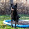 Ozami Dog Splash Pool Fontenematte Sprinklerbasseng Hund ø 150 cm Ozami Dog Splash Pool Fontenematte Sprinklerbasseng Hund ø 150 cm